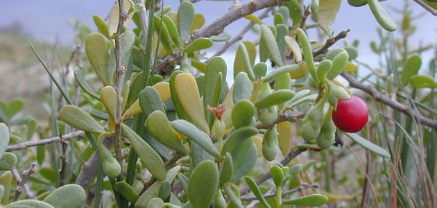 معلومات عن نبات العوسج أحد النباتات الشوكية ميديا ارابيا